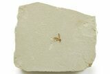 Detailed Fossil Weevil (Snout Beetle) - Green River Formation #368750-1